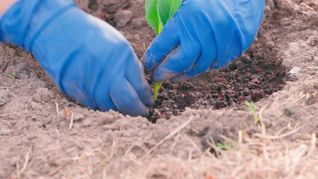 A pedantic approach to planting cabbage seedlings in the soil. Hands in blue rubber gloves plant varieties of white cabbage in the garden
