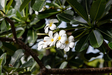 Frangipani flower (Plumeria alba) with green leaves on blurred background. White flowers with yellow at center. Health and spa background. Summer spa concept.