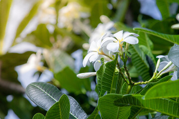 Frangipani flower (Plumeria alba) with green leaves on blurred background. White flowers with yellow at center. Health and spa background. Summer spa concept.