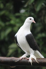 A white and black bird standing on a branch