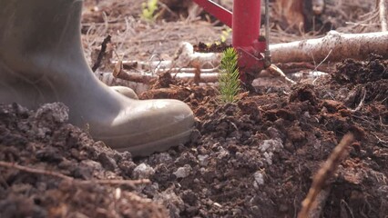 Rubber boots trample the soil planting a pine tree, Close-up shot
