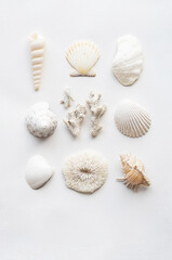 White seashells collection.