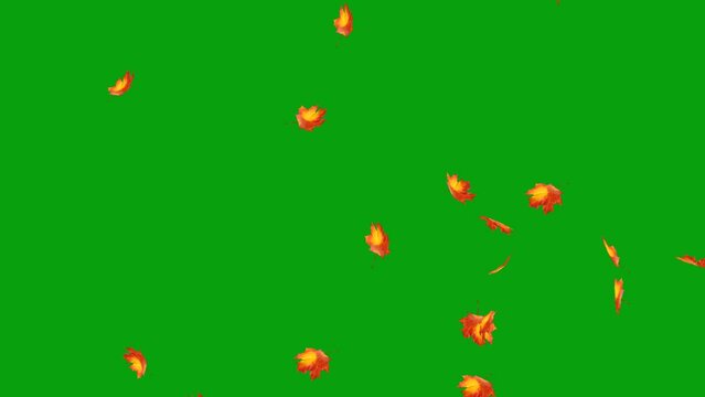 Mapple leaf falling effect on green screen background