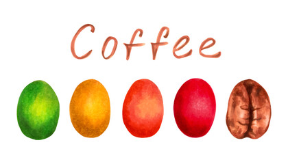 Arabica coffee berry ripening stage. Lettering. Harvesting of ripe berries. International Coffee Day. Markers and watercolor. Hand drawn isolated art.
