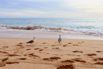 Two birds walking on a sandy beach in front of the ocean on a sunny afternoon in southern Portugal along the Seven Hanging Valleys Trail.