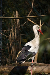 White stork standing in the sun in a cage in the Kaiserslautern Zoo on a spring day in Germany.