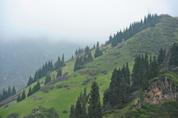 Fototapeta premium The slope of the mountain with fir trees and rocky cliffs in cloudy weather.