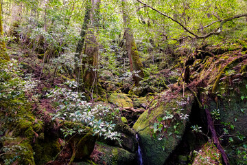 屋久島の原生林1