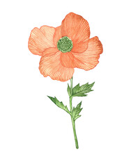 Poppy flower as design element. Hand drawing style watercolour. Isolated on white background.