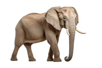 Elephant isolated on transparent background, side view