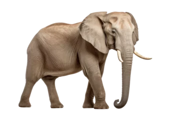 Zelfklevend Fotobehang Elephant isolated on transparent background, side view © Aleksandr Bryliaev