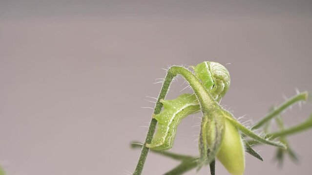 Green caterpillar on a tomato bush. Closeup shot.