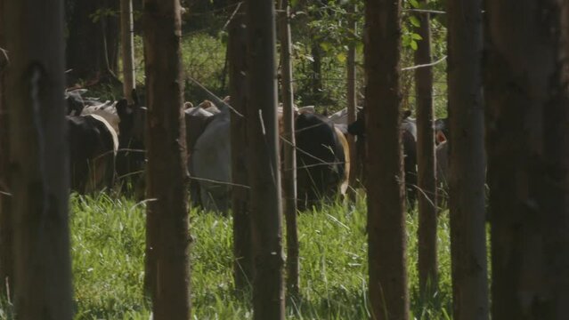 Group of Nelore cattle on a farm in distance