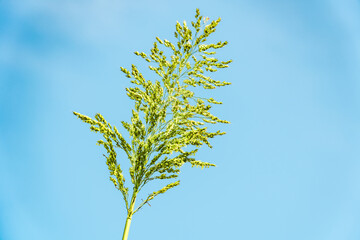Sorghum bicolor, sorghum，great millet, broomcorn, uinea corn, durra, imphee, jowar, or milo,s a grass species cultivated for its grain, Changqi Town, Chishui City, Guizhou Province, China.