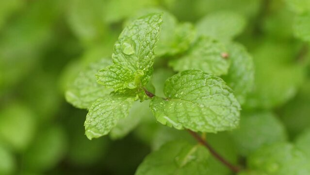 Close-up shot of natural mint leaf in the nature place. Fresh smell leaf green herb
