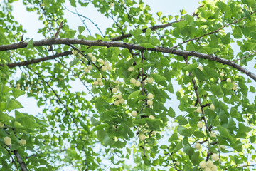 Fototapeta premium Ginkgo biloba, commonly known as ginkgo or gingko, maidenhair tree. is a species of gymnosperm tree native to China. Chengdu Wuhouci Museum. Wuhou Temple
