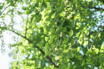 Fototapeta na wymiar Ginkgo biloba, commonly known as ginkgo or gingko, maidenhair tree. is a species of gymnosperm tree native to China. Chengdu Wuhouci Museum. Wuhou Temple
