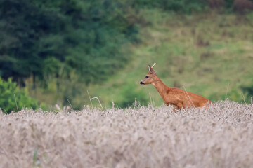 chevreuil dans les champs