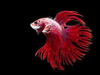 Colorful Siamese fighting fish on black background