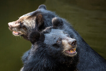 Family Asiatic Black Bear (Ursus thibetanus) in nature..