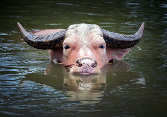 Water buffalo are resting in the swamp..