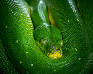 Detail of the head of a green tree python, Morelia viridis, a snake from Indonesia.