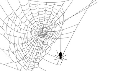 Fototapeta premium Black spider on cobweb isolated on white background. Vector Halloween Illustration.