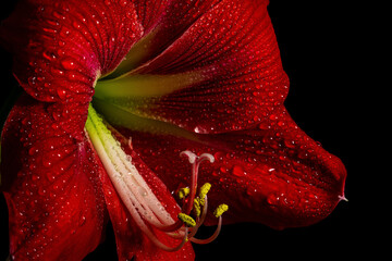 Vibrant red amaryllis flower on black background, showcasing delicate beauty in nature.