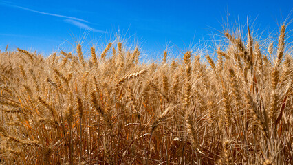 Landscape with warm colored yellow wheat crops on sunny day on rural farmland.