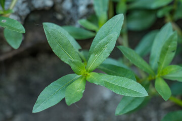 Alternanthera philoxeroides, commonly referred to as alligator weed, is a native species to the temperate regions of South America, Changqi Town, Chishui City, Guizhou Province, China.