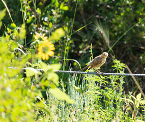 sage thrasher perched on cable in colorado