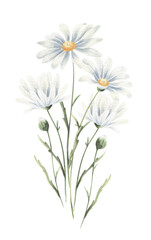 Watercolor chamomile bouquet isolated in white.