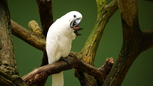 parrot Cockatoo on the tree 