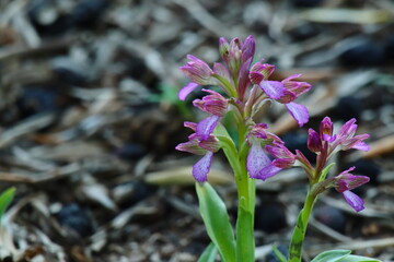 purple orchid flowers in the garden