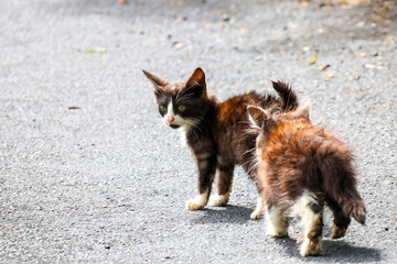 chats