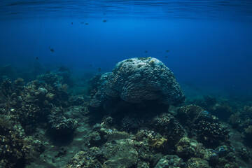 Underwater scene with corals. Tropical sea with transparent blue water