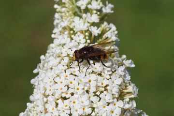 Male Hornet Plumehorn, Hornet mimic hoverfly (Volucella zonaria), family Syrphidae on white flowers of a summer lilac (Buddleja davidii). Dutch garden, Summer, August.