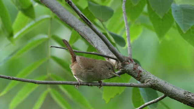 A house wren perched in a small tree fussing at the surroundings.