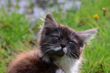 chat