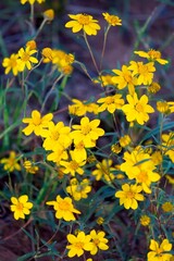 Beautiful yellow wildflowers, Flagstaff, Arizona.