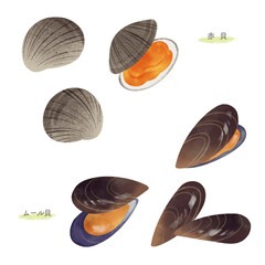 いろいろな貝の水彩風イラスト
