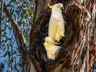 Cockatoos Vertical