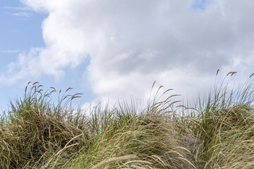 Gras auf den Dünen