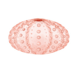 color coral watercolor illustration