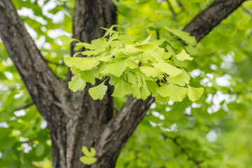 Ginkgo biloba, commonly known as ginkgo or gingko, maidenhair tree. is a species of gymnosperm tree native to China,  South Korea, Seoul, Sejongno, Gyeongbokgung
