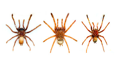 Fulgora laternaria spread is common in Central and South America, Mexico.