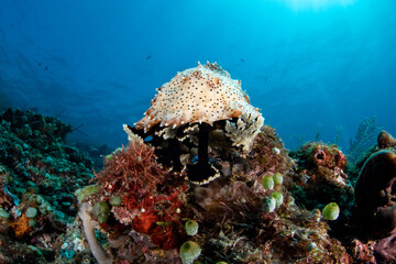 A giant sea cucumber on a coral reef. Sea life of Tulamben, Bali, Indonesia.