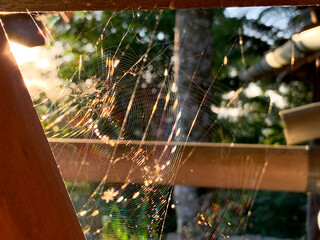 The web and the spider against the background of the golden rays of the sun