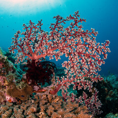 Coral reefs - amazing sea life of Tulamben, Bali, Indonesia.