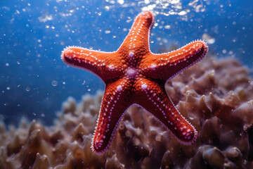Vibrant Starfish Captured in Full Glory